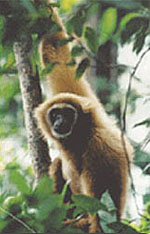 Hoolock Gibbon